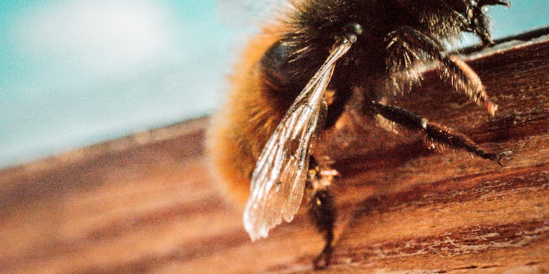 Как киллер-пчелы размножаются?